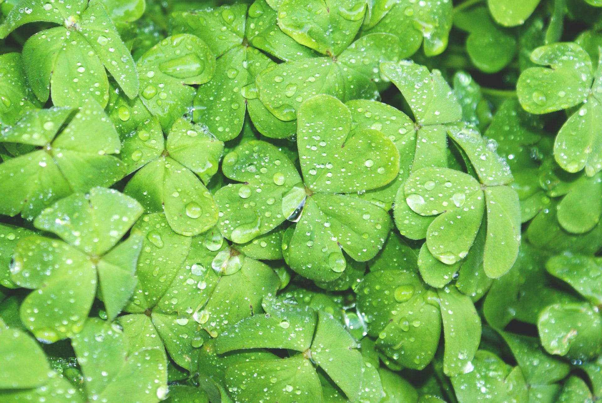 Shamrocks are a powerful symbol for the Trinity